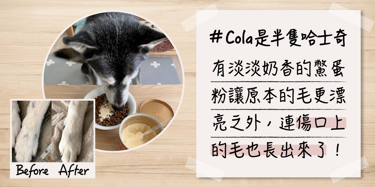 Cola是半隻哈士奇 鱉蛋粉
