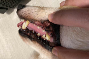 貓狗潔牙懶人包(下)：潔牙粉、牙膏、潔牙
